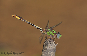 Ophiogomphus incurvatus, male